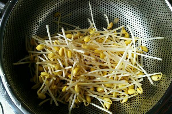自发黄豆芽的做法图解16