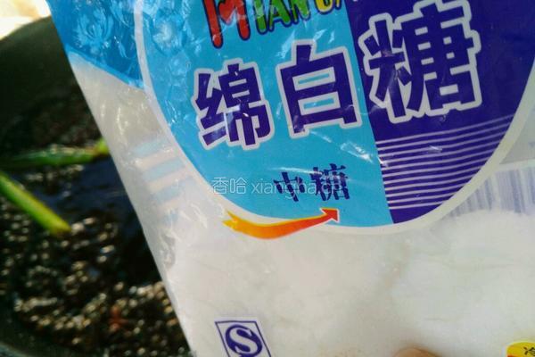红烧素鸡的做法图解9