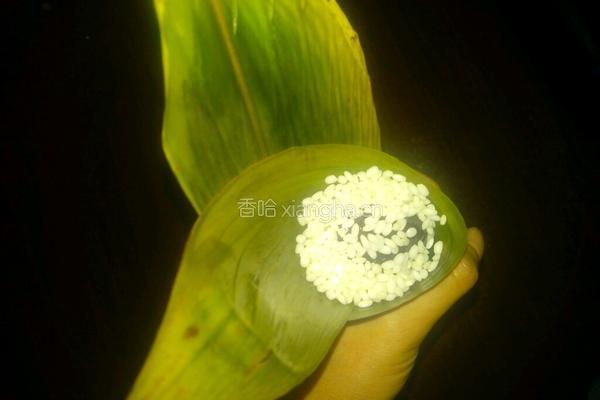 腊肉香菇土豆粽的做法图解6