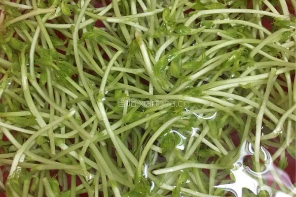 上汤豆苗的做法图解1