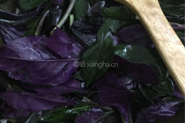 豆酱紫背天葵的做法图解4