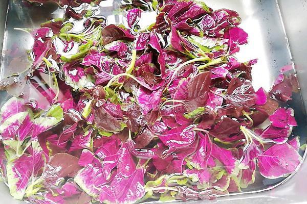凉拌红苋菜的做法图解1