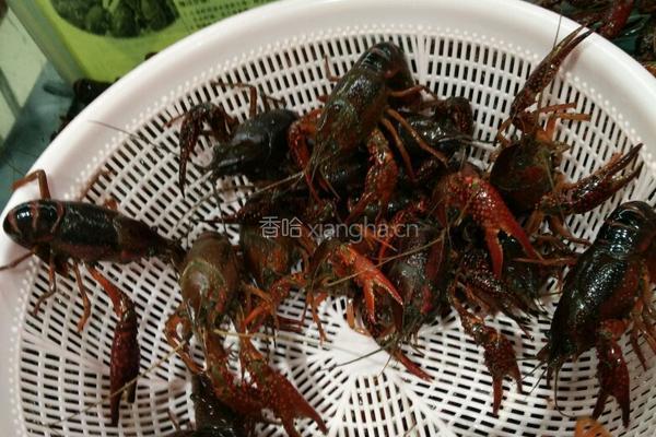 清洗小龙虾的做法图解1