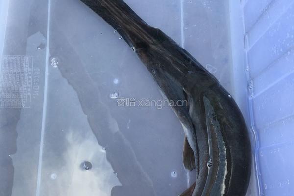 蒜蓉豆鼓蒸鸭嘴鱼（别名无骨鱼）的做法图解2