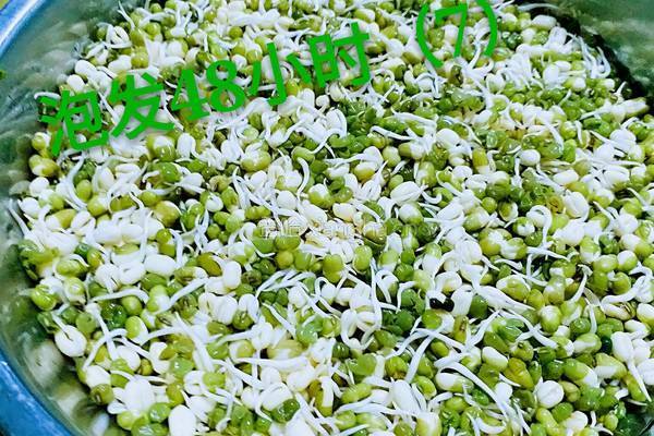 绿豆芽（自己泡发最健康）的做法图解10