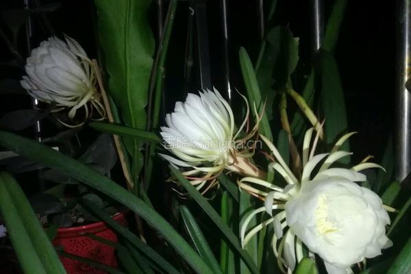 昙花瘦肉汤的做法图解1