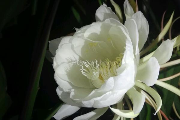 昙花瘦肉汤的做法图解2