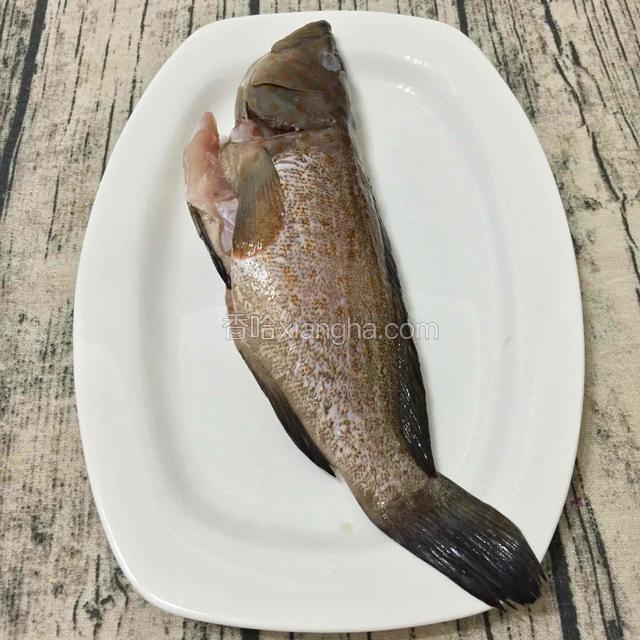 石斑鱼一条，1斤左右，洗干净。
鱼两面背上各开一刀。
这样更容易蒸熟，缩少蒸鱼时间，鱼肉更鲜美。
PS:好多朋友蒸鱼喜欢摸盐先腌渍一下再蒸，但彦彦不喜欢这样，淋上生抽咸度足够了。
提前抹盐，会导致盐分摄入过多，还会让鱼肉水分流失，这样鱼就不鲜不嫩了。不抹盐鱼肉更原汁原味更鲜甜