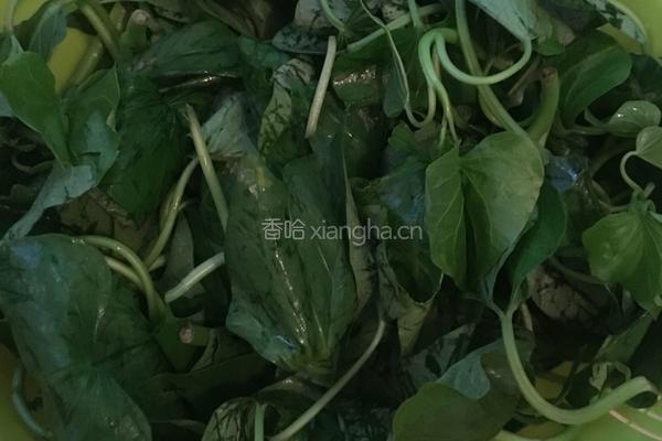 干辣椒炒红薯叶的做法图解1
