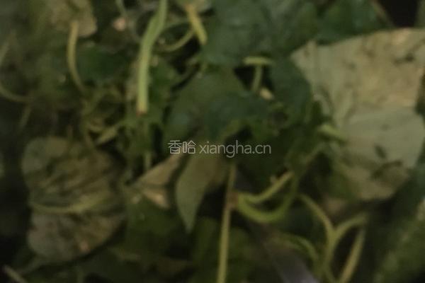 干辣椒炒红薯叶的做法图解4