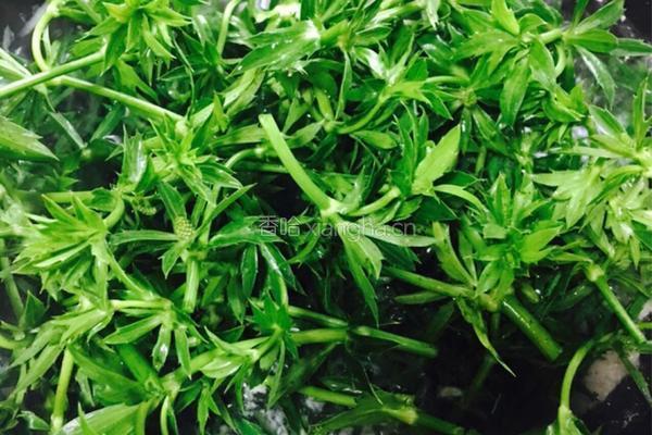 刺芹瘦肉汤的做法图解8