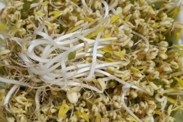 自发绿豆牙的做法图解3