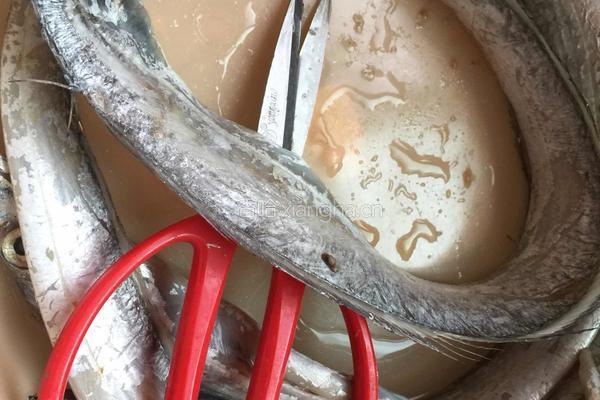 煎带鱼段的做法图解1
