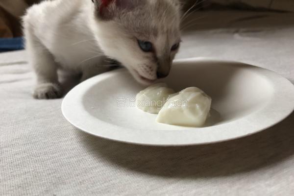 羊奶冻 猫咪零食的做法图解9