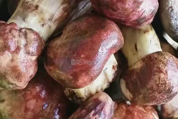 青椒炒菌的做法图解4