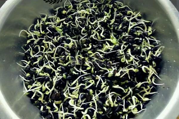 自发黑豆芽的做法图解7