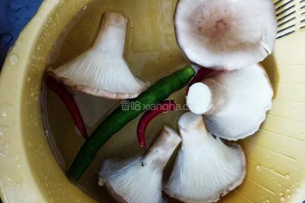 猪油蒸大肚菇的做法图解1