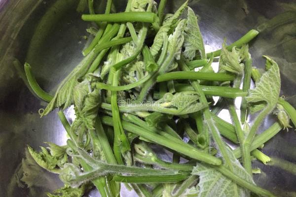 辣椒炒南瓜藤尖的做法图解2