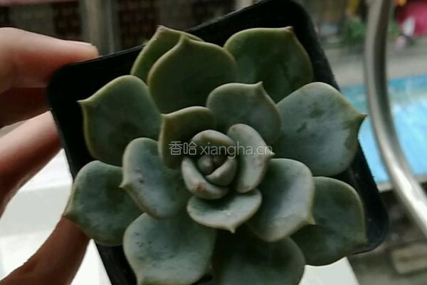 芒果蛋挞饼的做法图解14