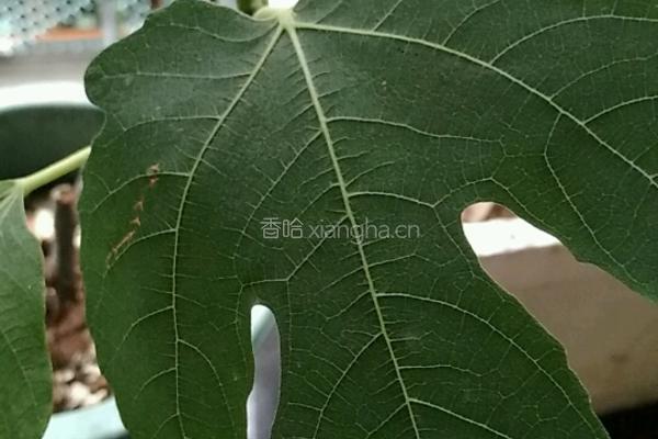 芒果蛋挞饼的做法图解15