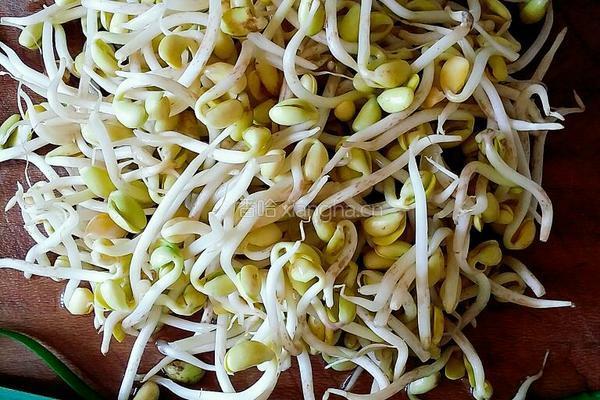 炒豆芽的做法图解1