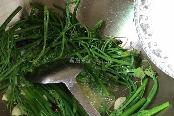 素炒佛手瓜苗的做法图解6