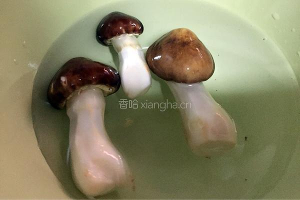 姬松茸炖瘦肉汤的做法图解3