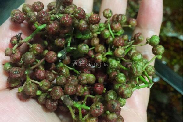 花椒油制作的做法图解1