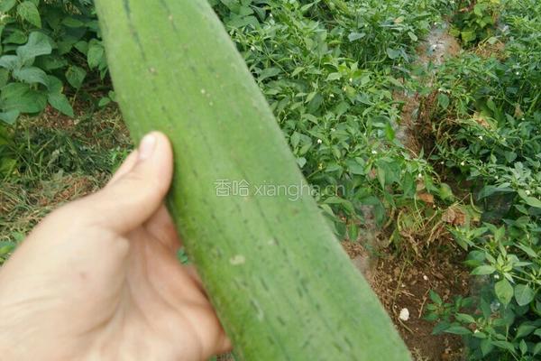 丝瓜炒肉的做法图解1