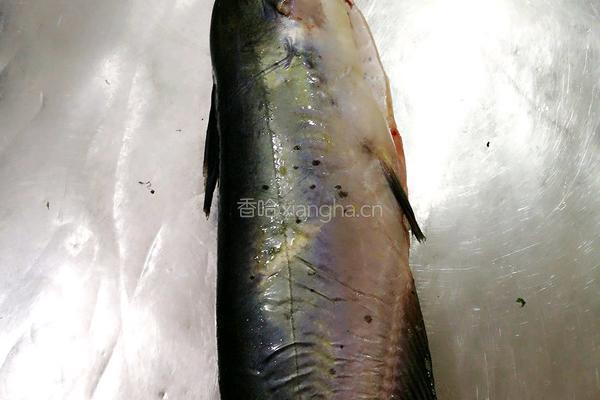 水煮湄公鱼的做法图解1