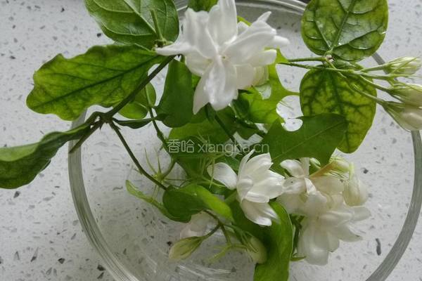 茉莉花炒鸡蛋的做法图解1
