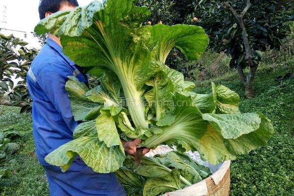 酸菜的做法图解1