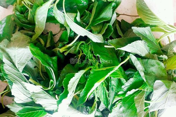 凉拌绿苋的做法图解1