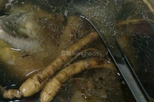 鲜人参炖白鸽汤的做法图解6