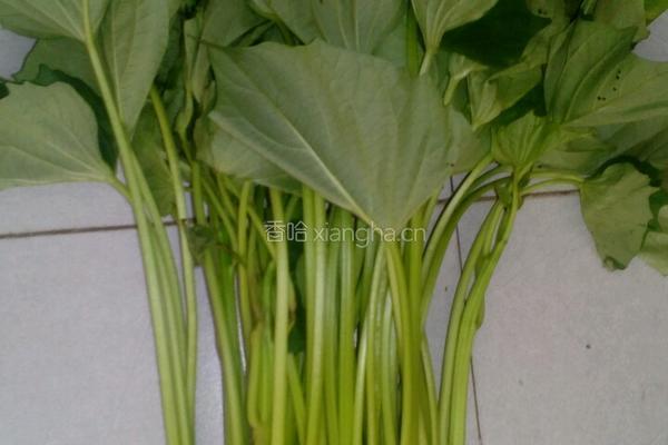 美味红薯藤的做法图解1