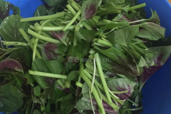 蒜蓉苋菜的做法图解3