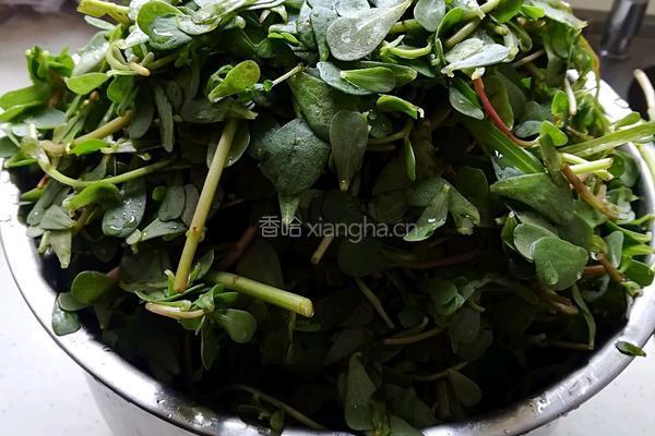 马齿苋肉包子的做法图解4
