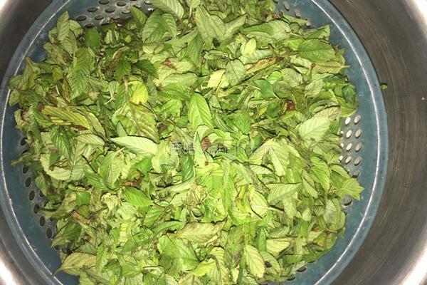 鲜凉草，青凉草的做法图解2