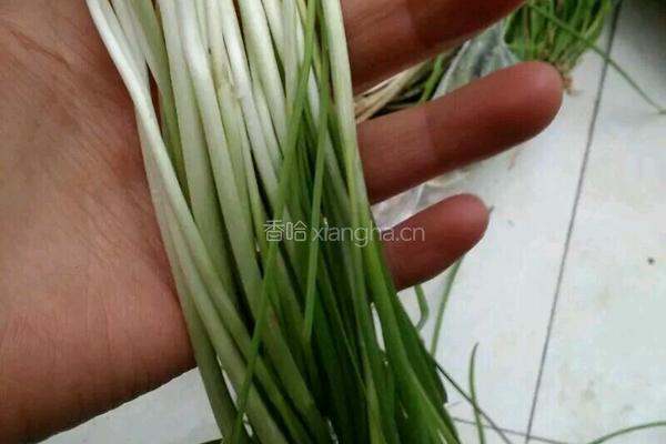 自制凉拌野蒜的做法图解1
