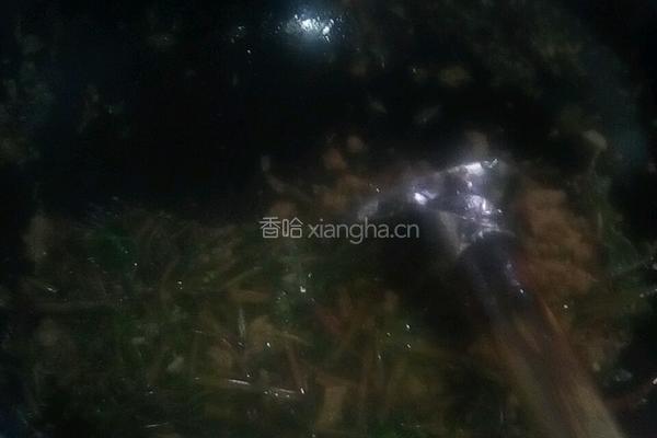 马齿苋炒肉的做法图解6