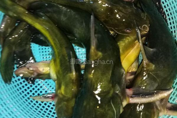 黄骨鱼豆腐汤的做法图解1
