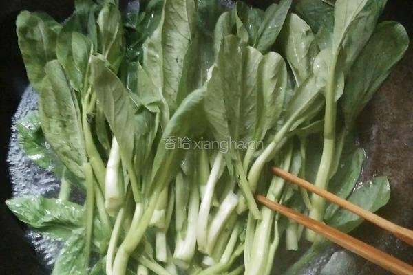 白灼菜心的做法图解11