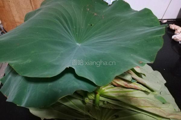 荷叶糯米鸡的做法图解1