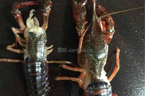 十三香麻辣小龙虾的做法图解5