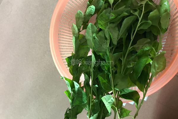 枸杞叶瘦肉汤的做法图解1