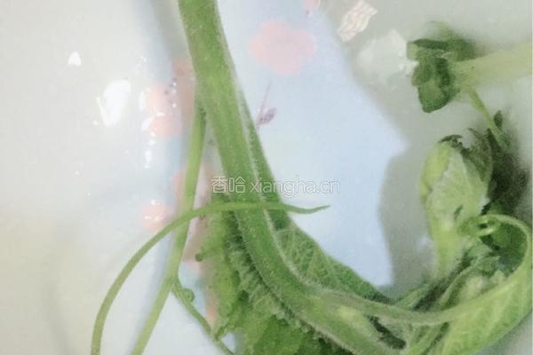 南瓜藤蔓素炒的做法图解2