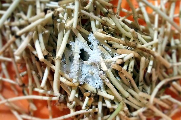凉拌泽耳儿根（鱼腥草）的做法图解3