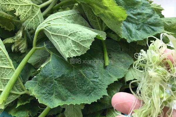 蒜末南瓜叶的做法图解1