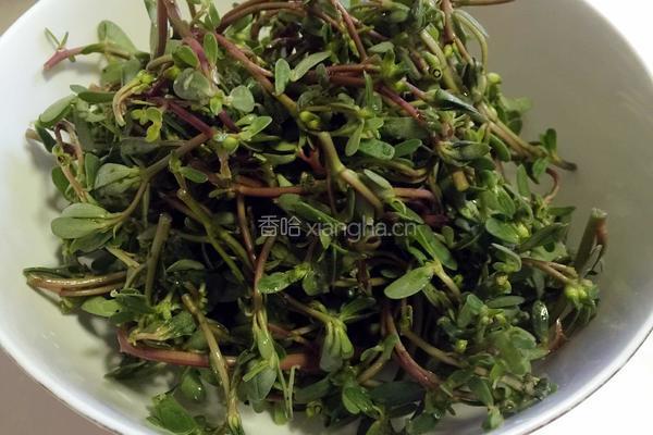凉拌马齿苋的做法图解1
