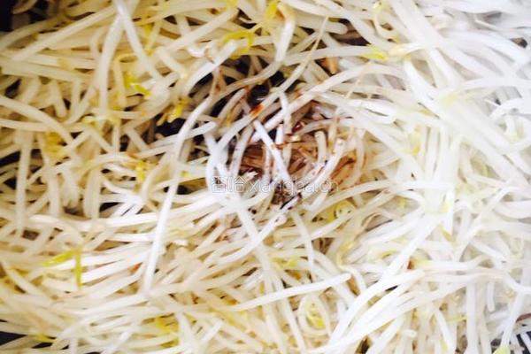 黄豆芽炒粉条的做法图解8